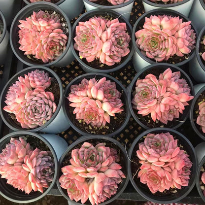 Echeveria Desert Rose - Cluster – Live Succulent – 2.5 Inch – Drought-Tolerant, Low Maintenance, Ideal for Indoor & Outdoor, Terrariums, Rock Gardens