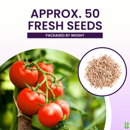 Bonny Best Tomato Seeds for Planting – Heirloom, Large & Juicy – One of The Most Delicious Tomatoes for Home Growing – Vegetable Seeds for Planting - Grown in The USA