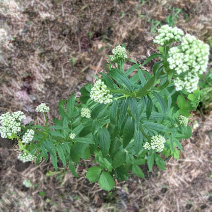Smoke Camp Crafts Organic Valerian Herb Plant (Valeriana officinalis) Live Plant in 2.5-inch Pot - All-heal, Garden Heliotrope, Garden Valerian