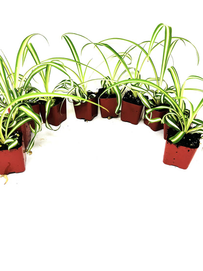 JM BAMBOO Ocean Spider Collection -3Plants 2inch Starter pots- Easy to Grow- Easy to Cultivate