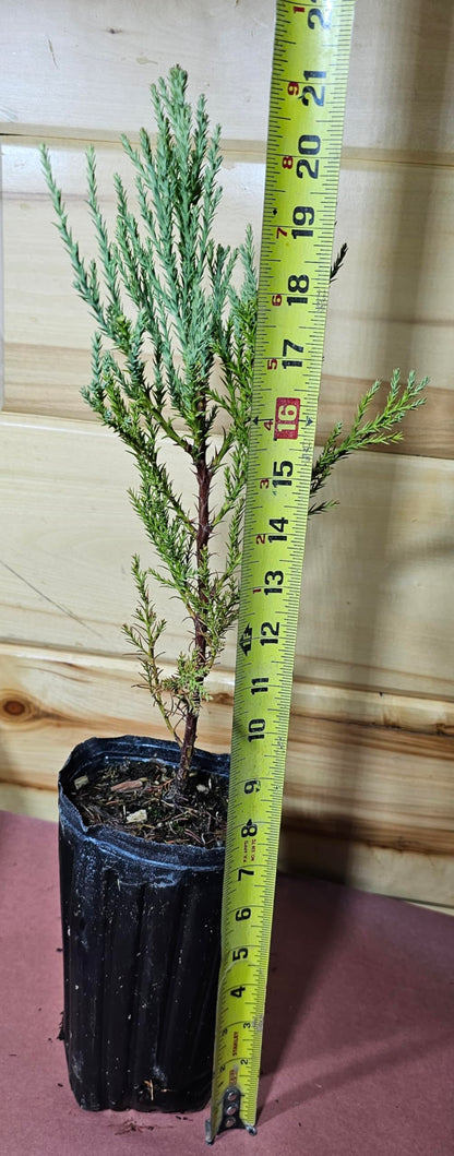 1 Giant Sequoia Tree Fast Growing Live Potted Tree SaplingTrees (Over 12 inches)