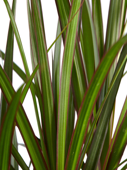Dracaena Marginata Braid - Live Plant in a 6 Inch Pot - Dracaena Marginata - Stunning Braided Indoor Houseplant