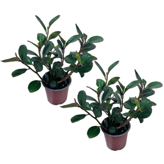 LEAL PLANTS ECUADOR Peperomia Thailand (Pack of 2) Live Indoor Plant, Easy-Care Tropical Houseplant, Natural Air Purifier, Perfect for Home Decor, Unique Gift for Plant Lovers