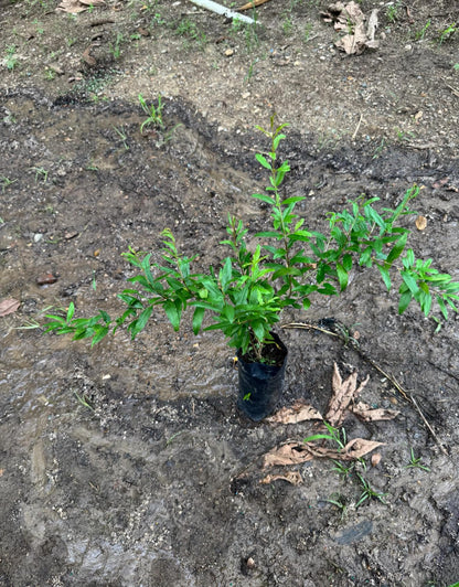 Pomegranate (Punica granatum) (Granada) Tropical Live Fruit Tree (10”to24”) Plant