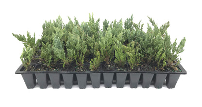 Juniper Blue Chip - 3 Live Plants - Juniperus Horizontalis - Drought Tolerant Cold Hardy Evergreen Ground Cover