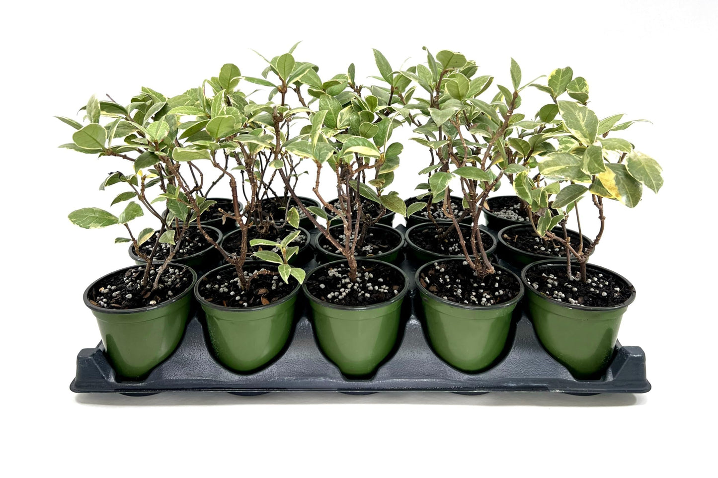 Variegated Confederate Jasmine | 1 Live 4 Inch Pot | Trachelospermum asiaticum Variegatum | Evergreen Vining Plants | Fast Growing Groundcover