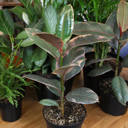 Live Ficus Tineke, Ficus Free Plant, Variegated Indoor Houseplant in 8 in. Grower Pot by Plants for Pets