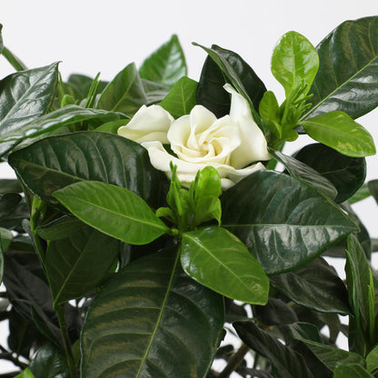 Gardenia Plant (1G), Cape Jasmine Plant Outdoor Plants, Fresh Flowers for Delivery Prime, Live Plants Indoor Plants Live Houseplants, Gardenia Plants Live House Plants Indoors Live by Plants for Pets