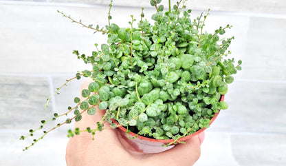 String of Turtles Peperomia Prostrata Plants Live Houseplants, Rare Indoor Plants, Fully Rooted Live Indoor Plants in 4-Inch Pot by 3exoticgreen