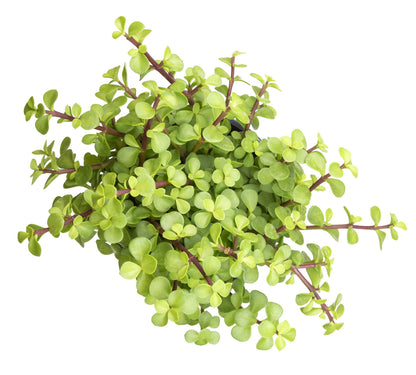Succulents Plants Live Indoor Plants, Portulacaria Afra Live Houseplants, Live Succulents Live Plants Indoor Succulent Plants, Indoor Plant Real Succulents Plants House Plants by Plants for Pets