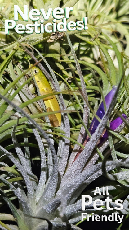 It Blooms Rainforest Grown 5 Pack Ionantha Mexican Air Plants Assorted Sizes - Live Tillandsia - 30 Day Guarantee