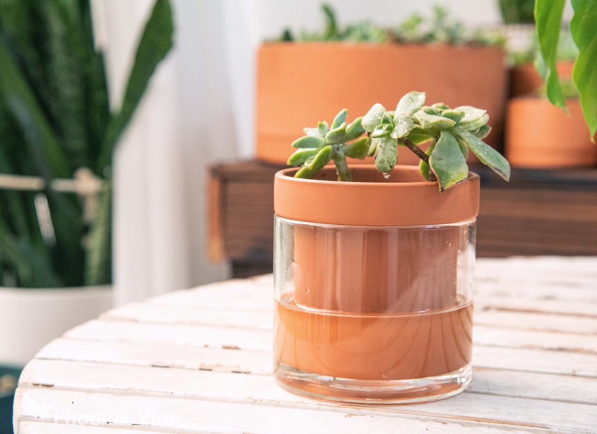 Phoenix Vine 4 Inch Self Watering Planter Pot, Terracotta Clay Pot with Glass Reservoir for Indoor Plants, Herbs, Flowers, Set of 1, 52-A-E-1