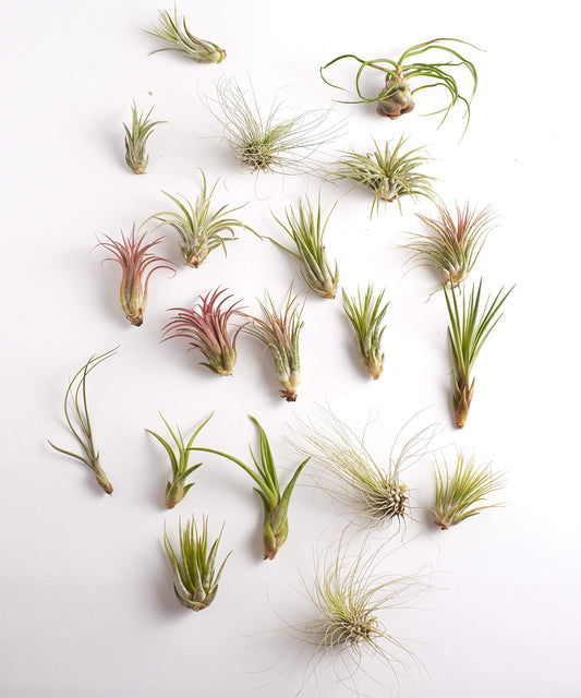 Shop Succulents | Assorted Collection | Variety of Species, Tropical House Plant for Home Décor, DIY Terrariums, 50-Pack