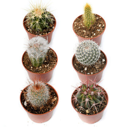 Cactus Plants Live – Small Assorted 2-Inch Cactus Plants – Fully Rooted Potted Cactus Plants – Live Cactus Plant Set (6)