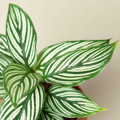 Calathea Vittata Live Plant for Indoor | Different Houseplants in 4'' & 6'' Pot | Real House Plant for Living Room, Office, Desk & Bathroom | Peacock Plant | Zebra Plant
