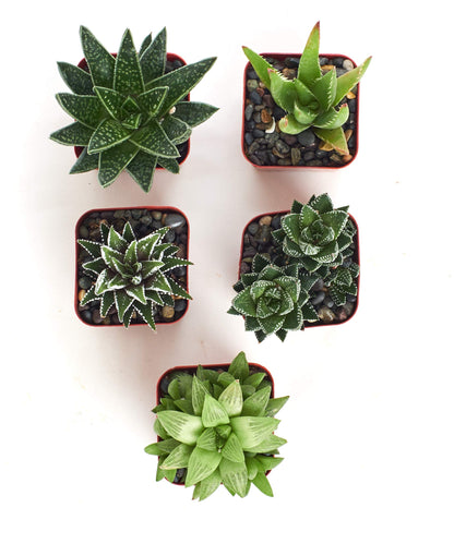Shop Succulents | Haworthia Collection | Assortment of Hand Selected, Fully Rooted Alluring Miniature Aloe Live Indoor Succulent Plants, 5-Pack