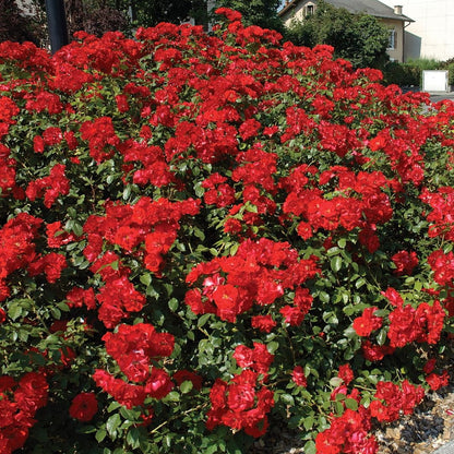 Single Color Random Climbing Rose Live Plant, Fragrant Rose Bush Ready to Plants, Zone 5 to 9, Size 5 to 7 Inches and Bare Root