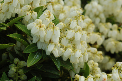 Live Plant from Green Promise Farms - Pieris jap. Cavatine, #3 Gallon Size Container, Evergreen, White Flowers - Plant Does NOT Ship to AZ, CA, HI, ID, MT, NV, OR, PR, UT & WA!
