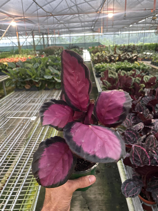 Calathea 'Purple Rose' | Live Plant for Indoor & Outdoor | for Living Room, Office, Bathroom | (4" Pot)