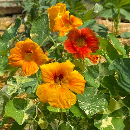 Clovers Garden Variegated Nasturtium (Alaska) Plants – Two (2) Live Plants – Non-GMO - Not Seeds - Each 4" to 8" Tall – in 4" Inch Pots – Deliciously Edible, Trap Plant for Veggie Gardens