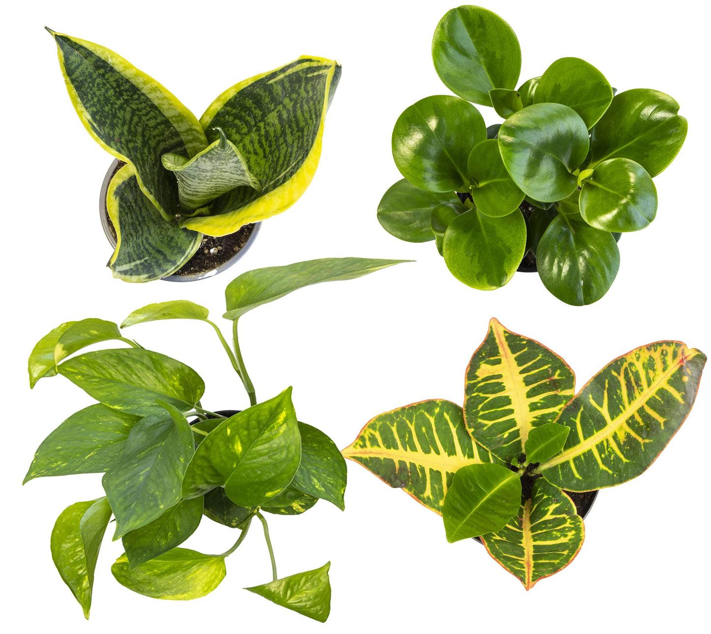 Altman Plants Live Houseplants (6PK), Indoor Plants for Delivery Prime, Live Plants & Essential Houseplant Collection (4PK) Live Plants Indoor Plants Live Houseplants in Plant Pots, Easy House