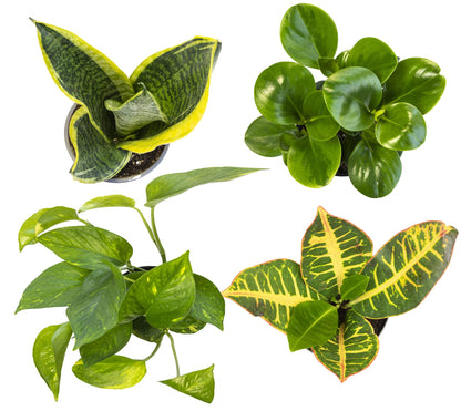 Altman Plants Live Houseplants (12PK), Indoor Plants for Delivery Prime & Essential Houseplant Collection (4PK) Live Plants Indoor Plants Live Houseplants in Plant Pots, Easy House Plants Indoors