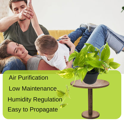 Live Pothos Indoor Houseplants, House Warming Gift, Low Maintenace, Easy to Grow, Air Purifying, Versatile Placement, Gift for Office and Home Decor, 10 to 12 inches Tall