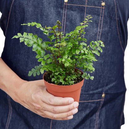 Mahogany Fern | Live Plant for Indoor & Outdoor | for Living Room, Office, Bathroom | (4" Pot)