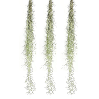 ragnaroc Tillandsia Usneoides ‘Thick-Colombian Spanish Moss’ - ragnaroc Indoor Tropical Plant 16” / 3 oz - Live Arrival Guaranteed - Live Air Plant & House Plants for Home Decor & Gift