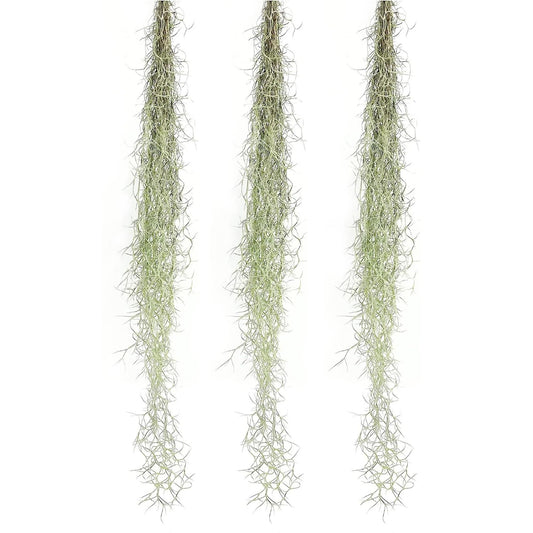 ragnaroc Tillandsia Usneoides ‘Thick-Colombian Spanish Moss’ - ragnaroc Indoor Tropical Plant 16” / 3 oz - Live Arrival Guaranteed - Live Air Plant & House Plants for Home Decor & Gift