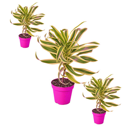 3 Pack Dracaena 'Song of India' in 6in Pot - Live Plants Tropical Houseplants | Variegated | USA Growers | The Snobby Leaf