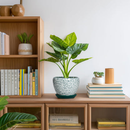 Thirtypot Ceramic Plant Pot - 6 Inch Planters for Indoor Plants, Round Succulent Pots with Drainage Hole and Saucer, Modern Decorative Plant Pots, Bathroom Decor, House Warming Gifts, Crackle Green