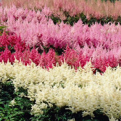 Complete Shade Perennial Flower Bulb Garden - 30 Bulbs for 50 Days of Continuous Blooms (Summer Color from July Through October) - Easy to Grow Summer Planting Bulbs by Willard & May