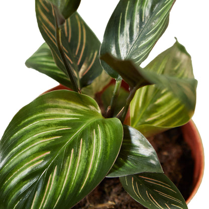 House Plant Shop | Calathea 'Beauty Star' - 4" Pot | Live Indoor Plant | Easy to Care | Natural Décor Plant | Great Gifts| Free Care Guide