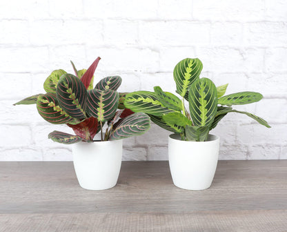 Thorsen's Greenhouse Prayer Plants Set of 2, Maranta leuconeura, Pet Safe, Low Light, Live Indoor Plants, 4" Diameter Plants, Classic Pots (White)