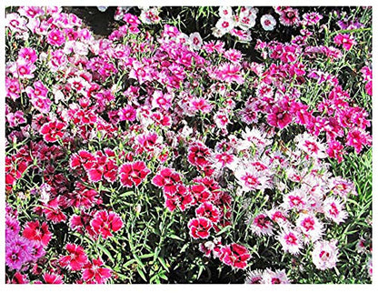 Large Flowered Dianthus Mix Seeds