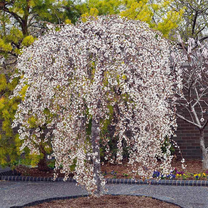 Cherry Blossom Tree Live Plant, 8-12" Tall, Ornamental Flowers for Outdoor Planting, in Pot (Weeping Cherry)