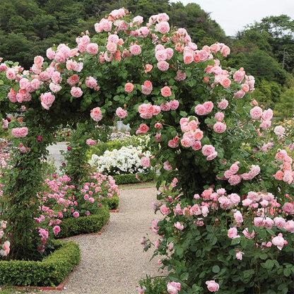 David Austin Rose Bush by Heirloom Roses - Strawberry Hill® Pink Very Fragrant English Climbing Rose Live Plants for Outdoor Garden