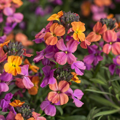 Easy to Grow Erysimum Brightside Magenta Glow - 2 Potted Plants in Quart Grower Pots, Multicolor Flowers Spring to Fall