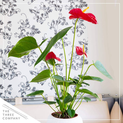 4.5'' Anthurium - 3 Per Pack