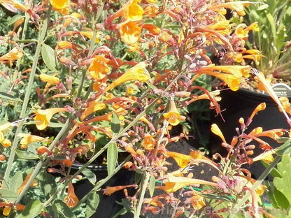 Agastache Apricot Sprite Seeds, Hummingbird Mint, Orange Tubular Flowers, Drought-Tolerant Perennial, 50 Count