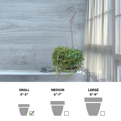 Live String of Turtles, Peperomia Prostrata, Jade Necklace, Gardener Gift, Wedding Decor, Housewarming Gift for The First Home, Office Gift, Indoor Plant in 4.5" Hanging Basket