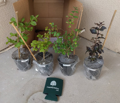 6 Pack - Red Flowering Crape Myrtle Trees - Lagerstroemia - Quart Container - 6-12 Inches Tall