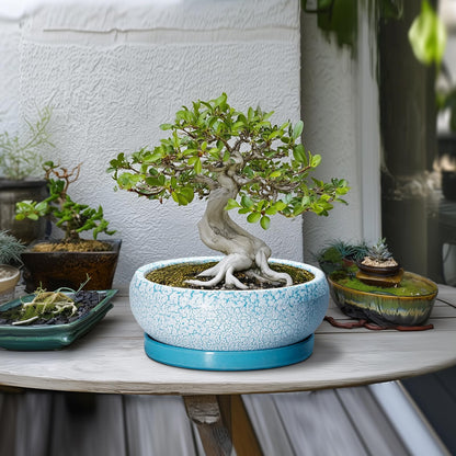 EPFamily Bonsai Pots 10 Inch - Shallow Ceramic Planters for Indoor Outdoor, Succulent Pots with Drainage Hole and Saucer, Round Planter Bowl, Succulent Planter, Garden Decor, Housewarming Gifts, Blue