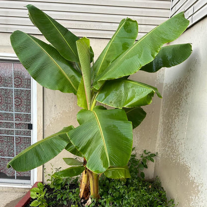Dwarf Cavendish Banana Tree Starter, Live Banana Plant 5 Inches Height Bareroot, Fruit Tree Live Plant