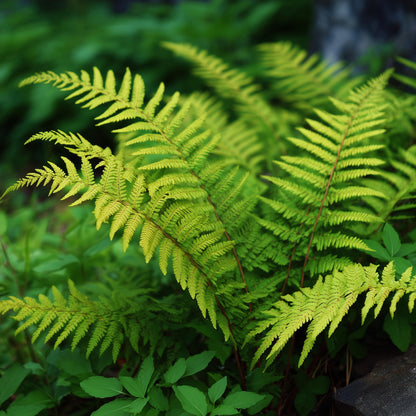 5 Royal Fern Rhizomes - Native Woodland Fern Bulbs/Root Systems - Osmunda regalis - (5 Pack)