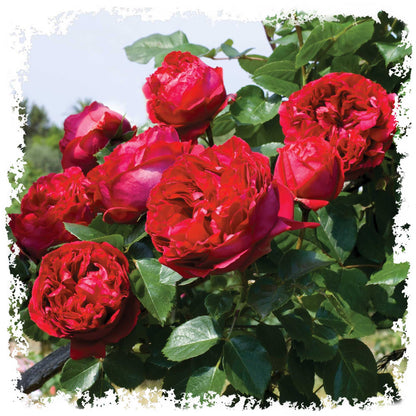 Red Eden Climbing 1.5 Gal Rose Plant Live, Fragrant Reblooming Red Flowers, Own Root Climber for Arbor, Trellis, Fence or Screening, Stargazer Perennials