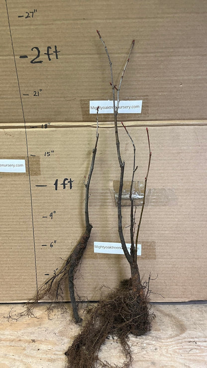 6-12” 1 Year Old Tilia Americana Tree, (American Basswood) Bare Root