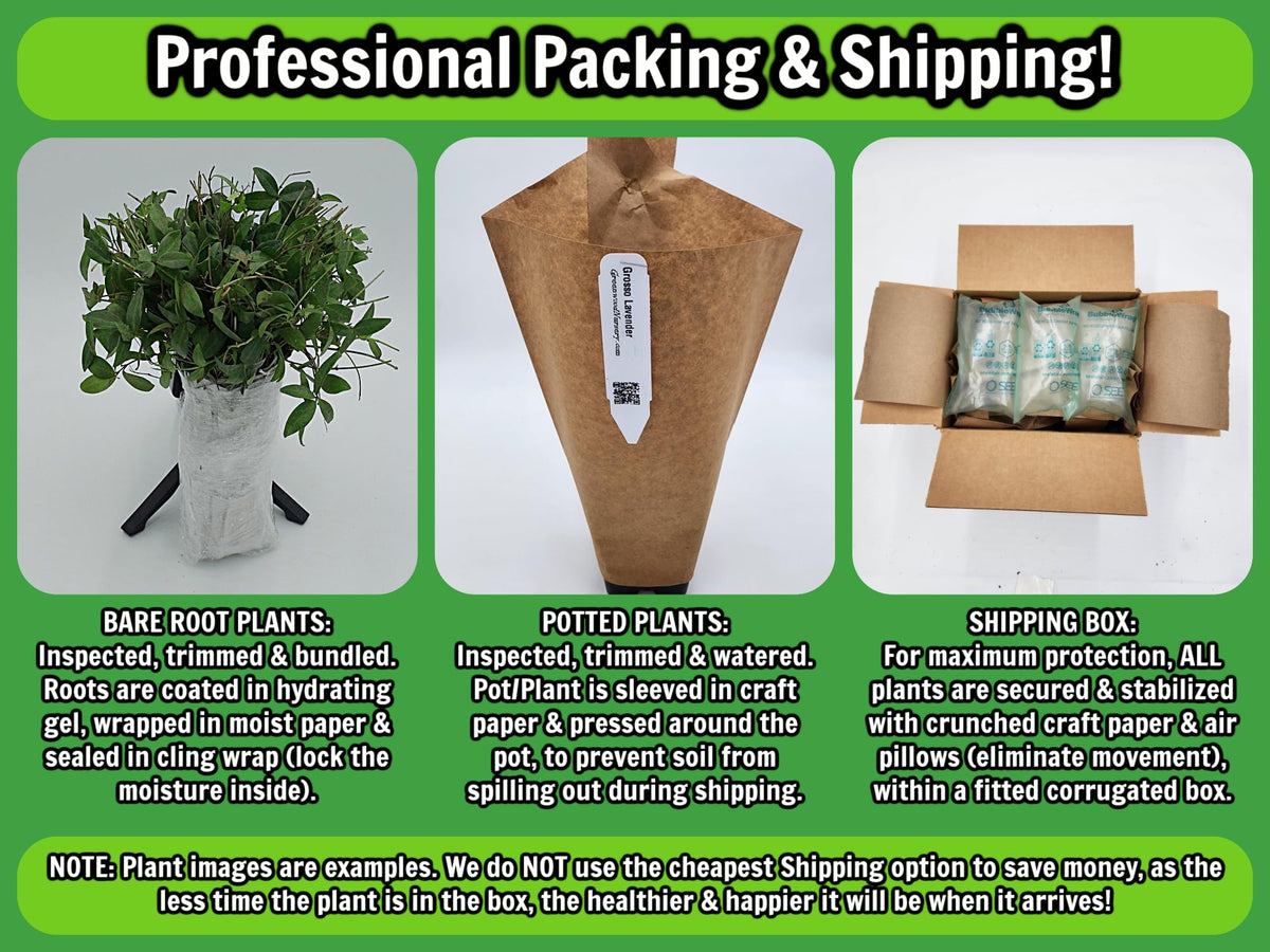 Greenwood Nursery: Live Perennial Plants - Pow Wow White Coneflower + Echinacea Purpurea - [Qty: 1x Pint Pot] - (Click for Other Available Plants/Quantities)