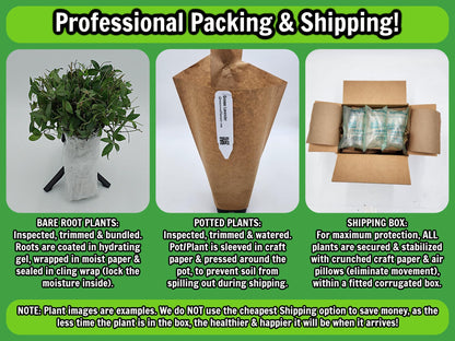 Greenwood Nursery: Live Perennial Plants - Pow Wow White Coneflower + Echinacea Purpurea - [Qty: 1x Pint Pot] - (Click for Other Available Plants/Quantities)